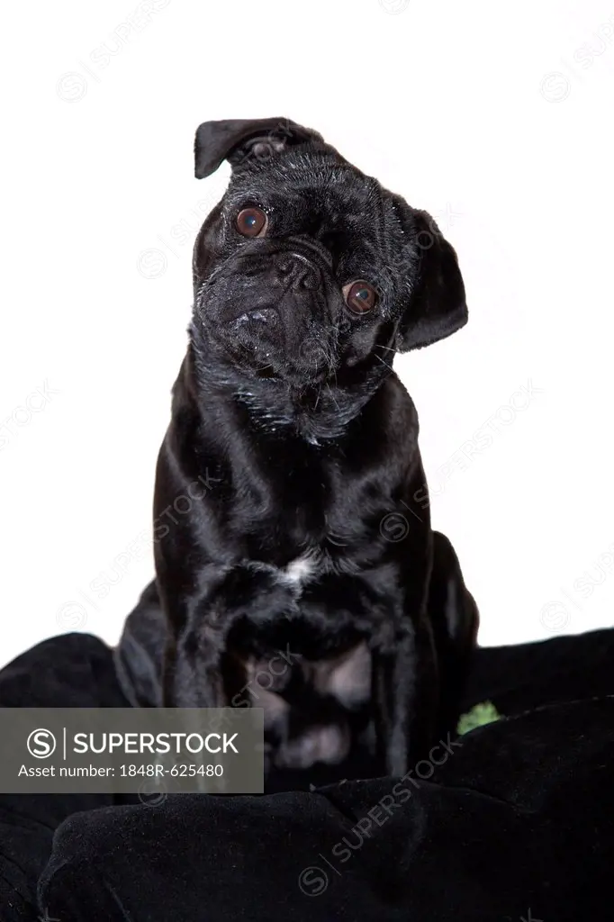 Young black pug with curd cheese covered snout