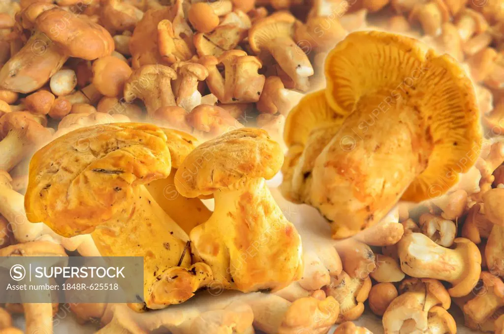 Fresh chanterelles or golden chanterelles (Cantharellus cibarius)