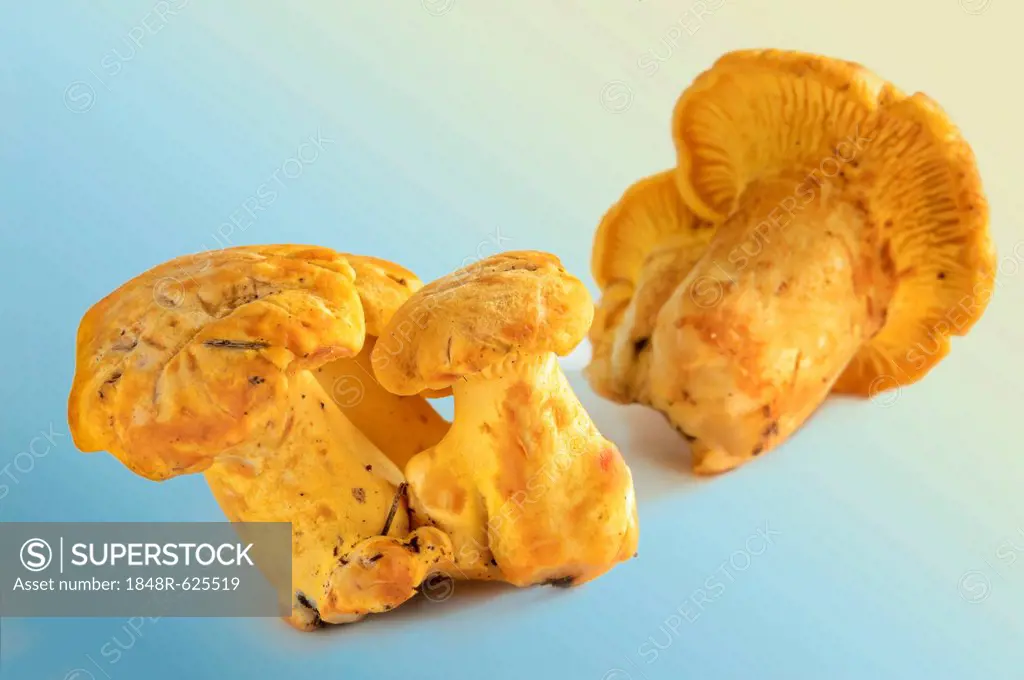 Fresh chanterelles or golden chanterelles (Cantharellus cibarius)