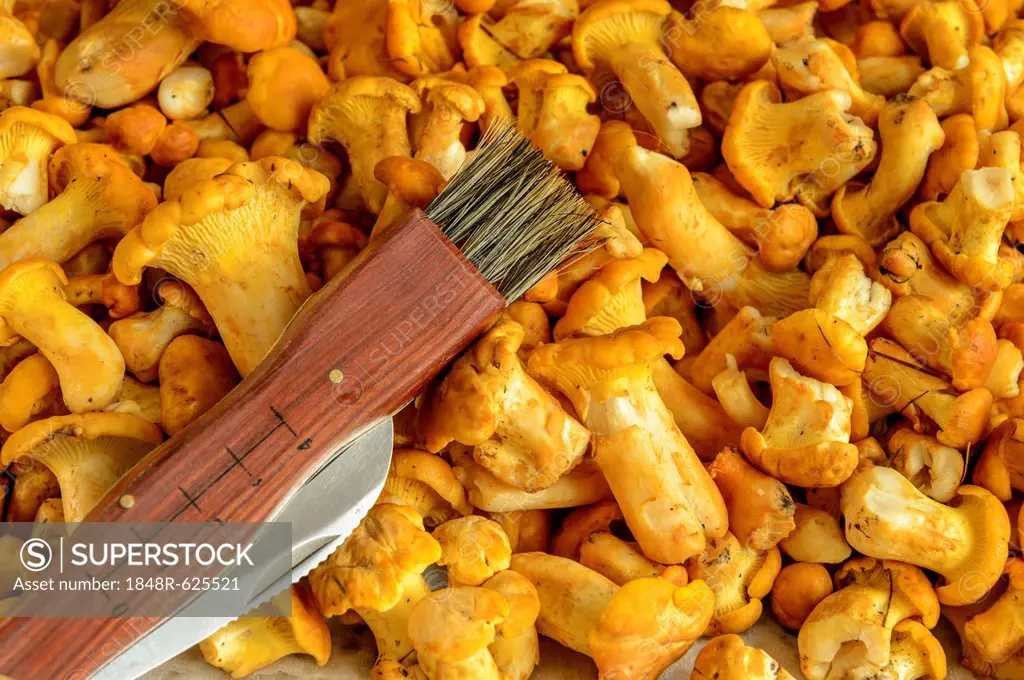 Fresh chanterelles or golden chanterelles (Cantharellus cibarius), cleaned, with a mushroom brush