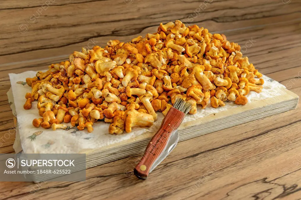 Fresh chanterelles or golden chanterelles (Cantharellus cibarius), cleaned, with a mushroom knife on a wooden chopping board