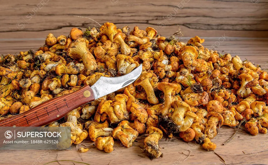 Fresh chanterelles or golden chanterelles (Cantharellus cibarius), uncleaned, with mushroom knife