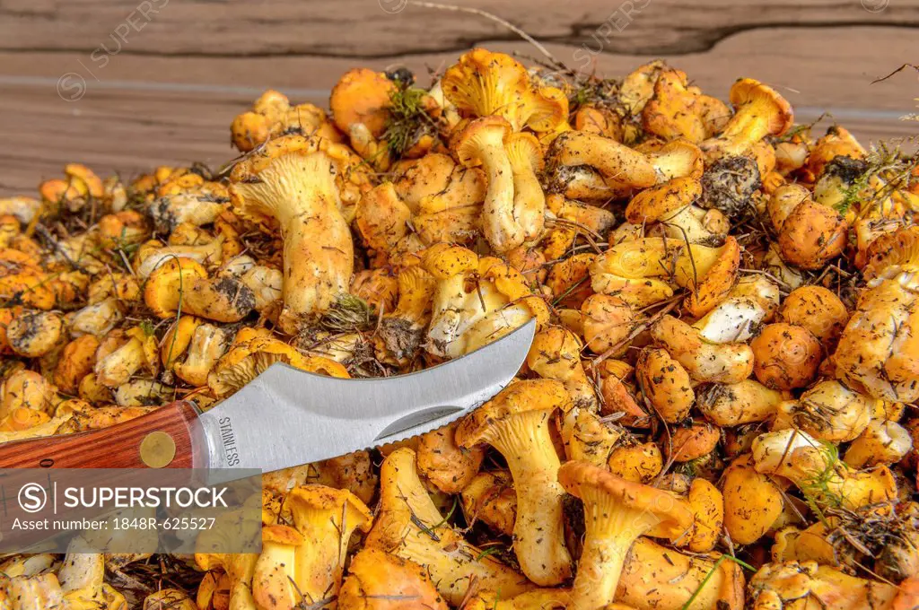Fresh chanterelles or golden chanterelles (Cantharellus cibarius), uncleaned, with a mushroom knife