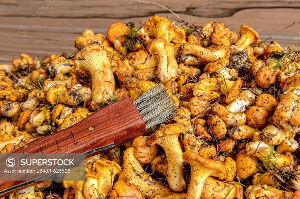 Fresh chanterelles or golden chanterelles (Cantharellus cibarius), uncleaned, with a mushroom brush