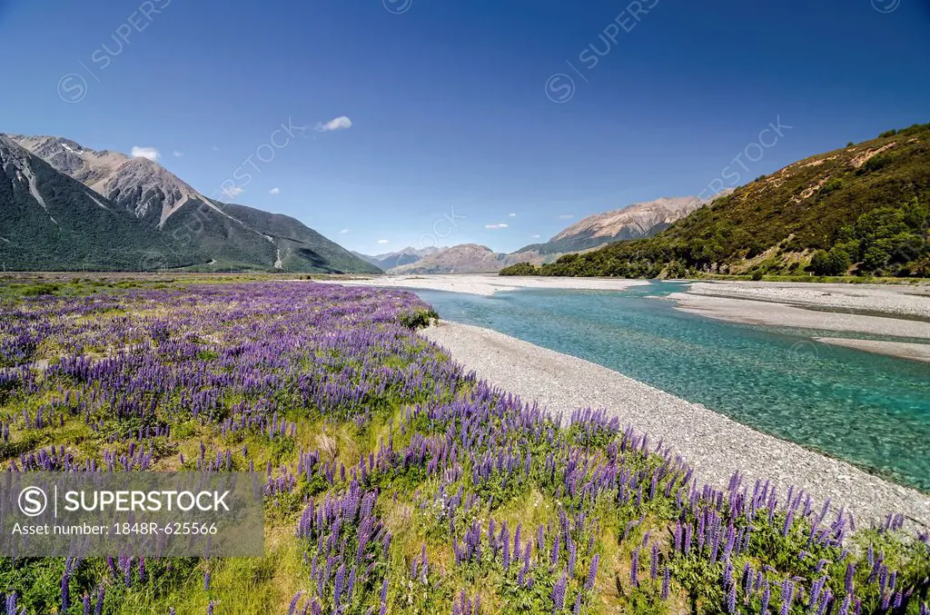Lupines (Lupinus) on the Waimakariri River, Craigieburn Range, Canterbury, South Island, New Zealand, Oceania