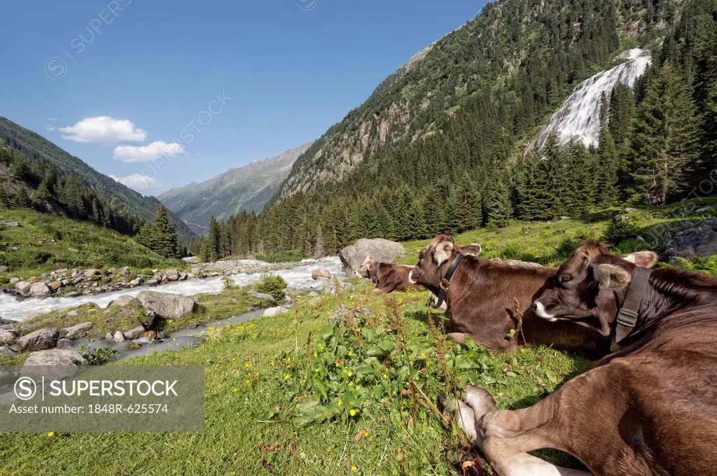 Tyrolean Brown Cattle, cows without horns ruminating, Grawa Alm, mountain pasture, Stubai Valley, Tyrol, Austria, Europe