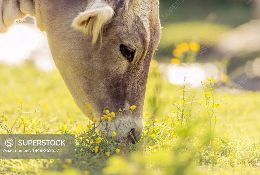 Tyrolean Brown Cattle, calf grazing, Grawa Alm, mountain pasture, Stubai Valley, Tyrol, Austria, Europe