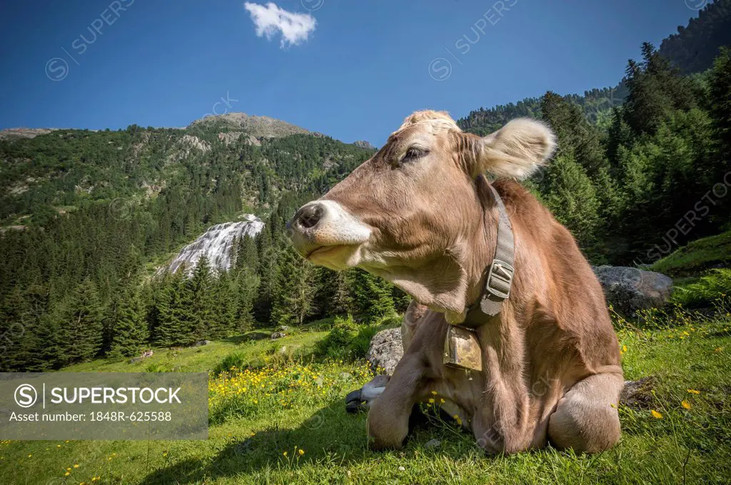 Tyrolean Brown Cattle, cow without horns ruminating, Grawa Alm, mountain pasture, Stubai Valley, Tyrol, Austria, Europe