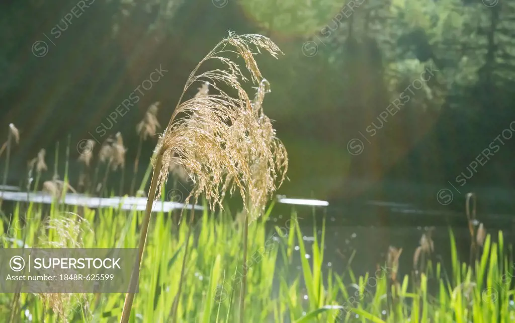 Reeds at Lanser Moor, Innsbruck, Tyrol, Austria, Europe