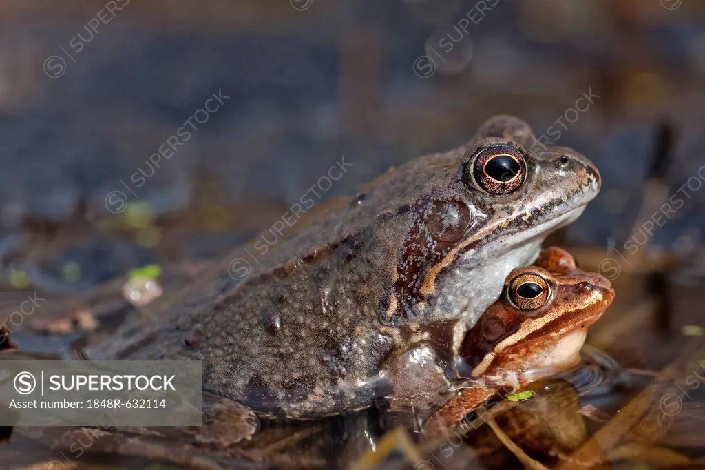 Common Frog (Rana temporaria), Spreewald Biosphere Reserve, Brandenburg, Germany, Europe