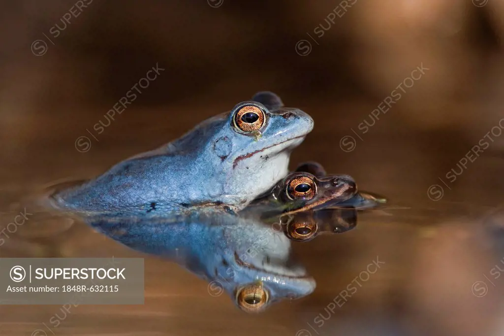 Moor Frogs (Rana arvalis) mating, Spreewald Biosphere Reserve, Brandenburg, Germany, Europe