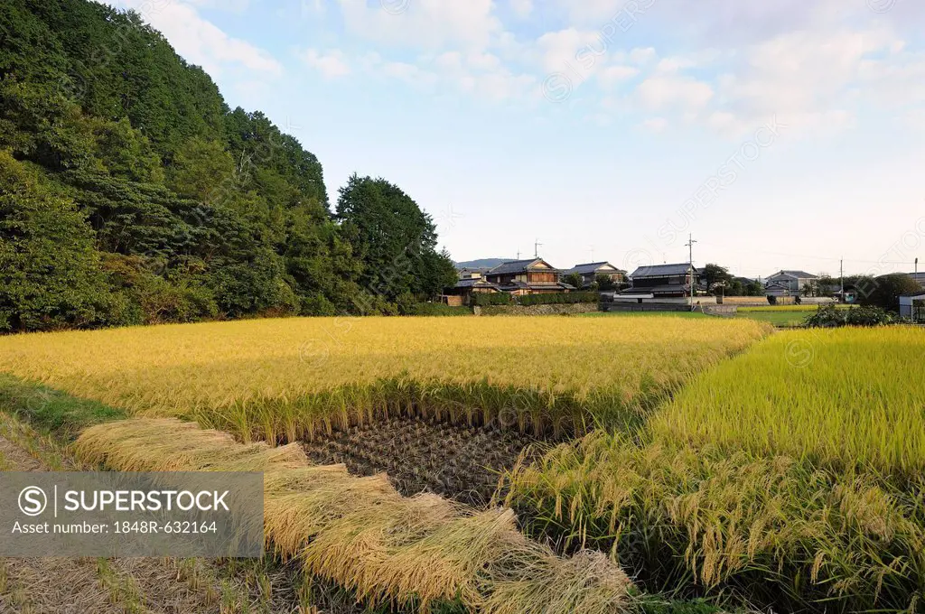 Field prepared for the use of a combine harvester, Iwakura, Kyoto, Japan, East Asia, Asia