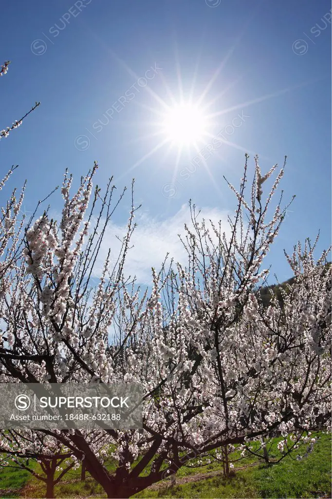 Apricot trees in blossom, flowering apricot trees (Prunus armeniaca), Wachau valley, Lower Austria, Austria, Europe