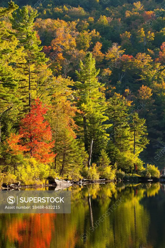 Maple tree and pine trees in autumn, West Bolton, Quebec, Canada