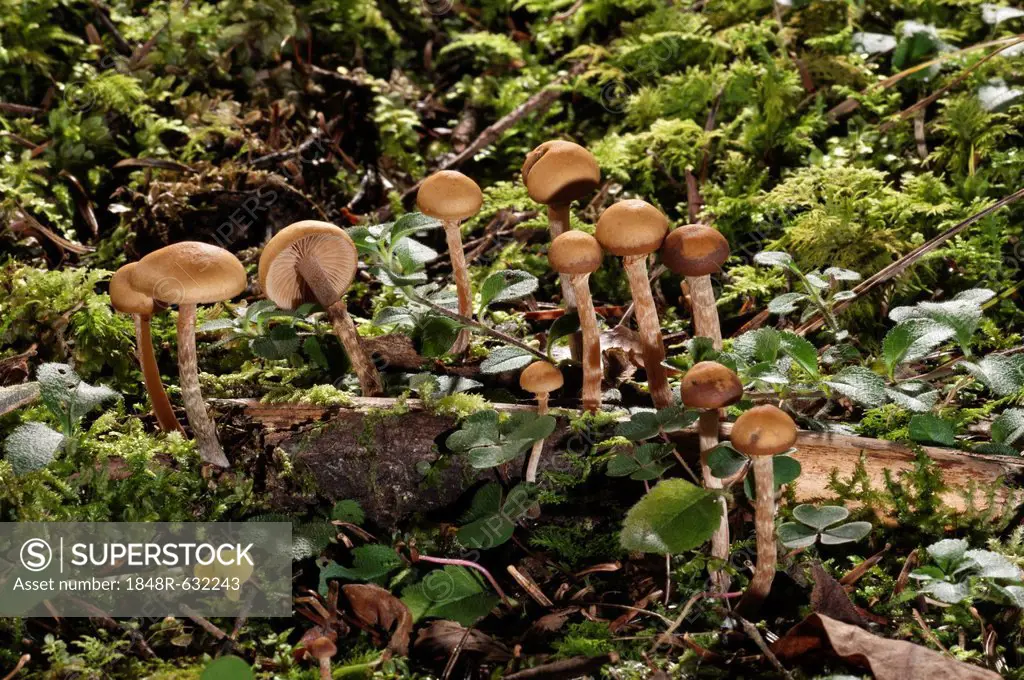 Autumn Skullcap (Galerina autumnalis), Untergroeningen, Baden-Wuerttemberg, Germany, Europe