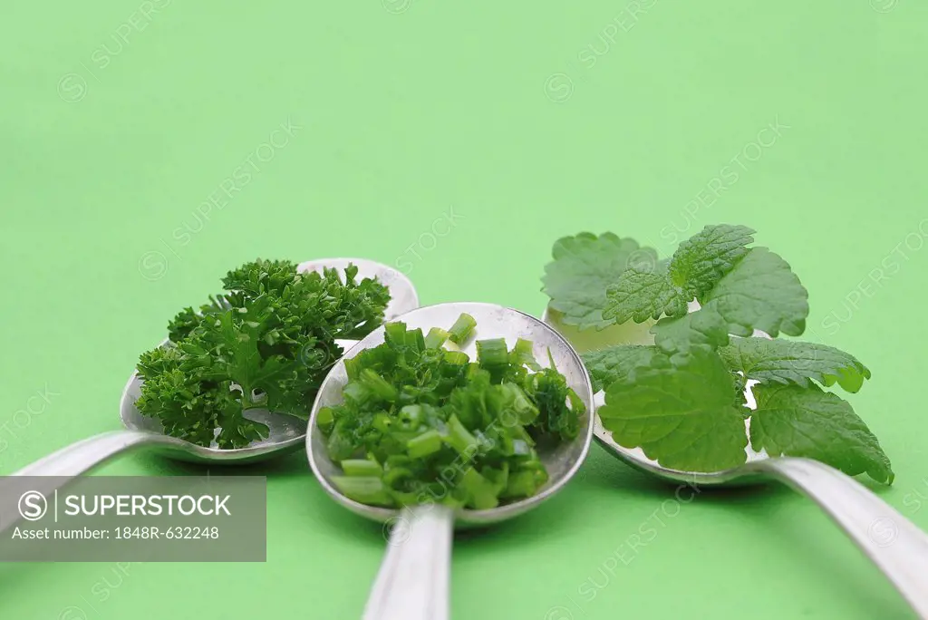 Fresh herbs, parsley, chives, mint, on old spoons