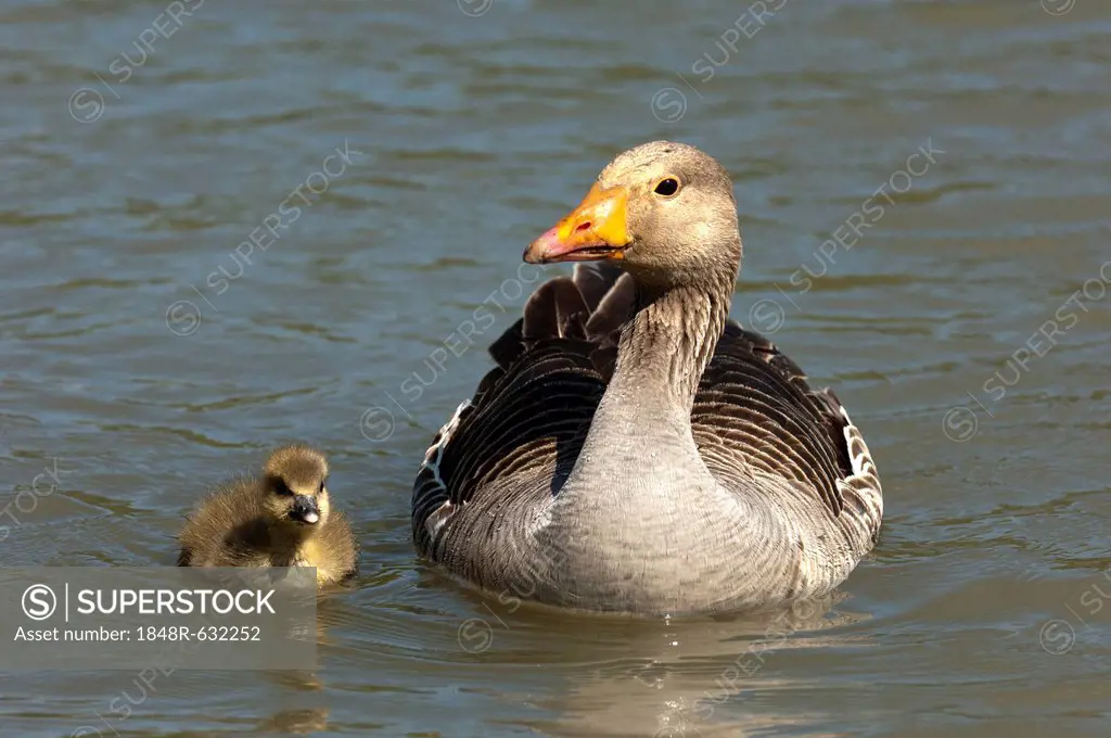 Greylag Goose (Anser anser), with a chick, Camargue, France, Europe