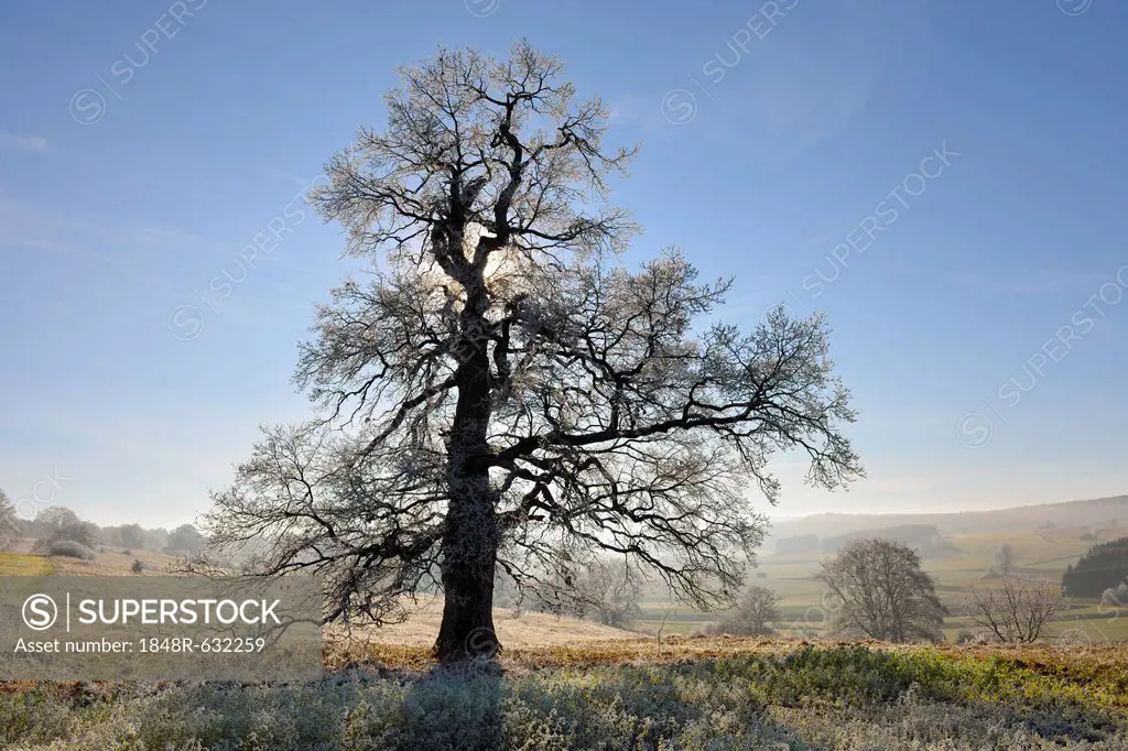 English oak, pedunculate oak (Quercus robur), winter landscape with hoar-frost, Swabian Alps, Baden-Wuerttemberg, Germany, Europe