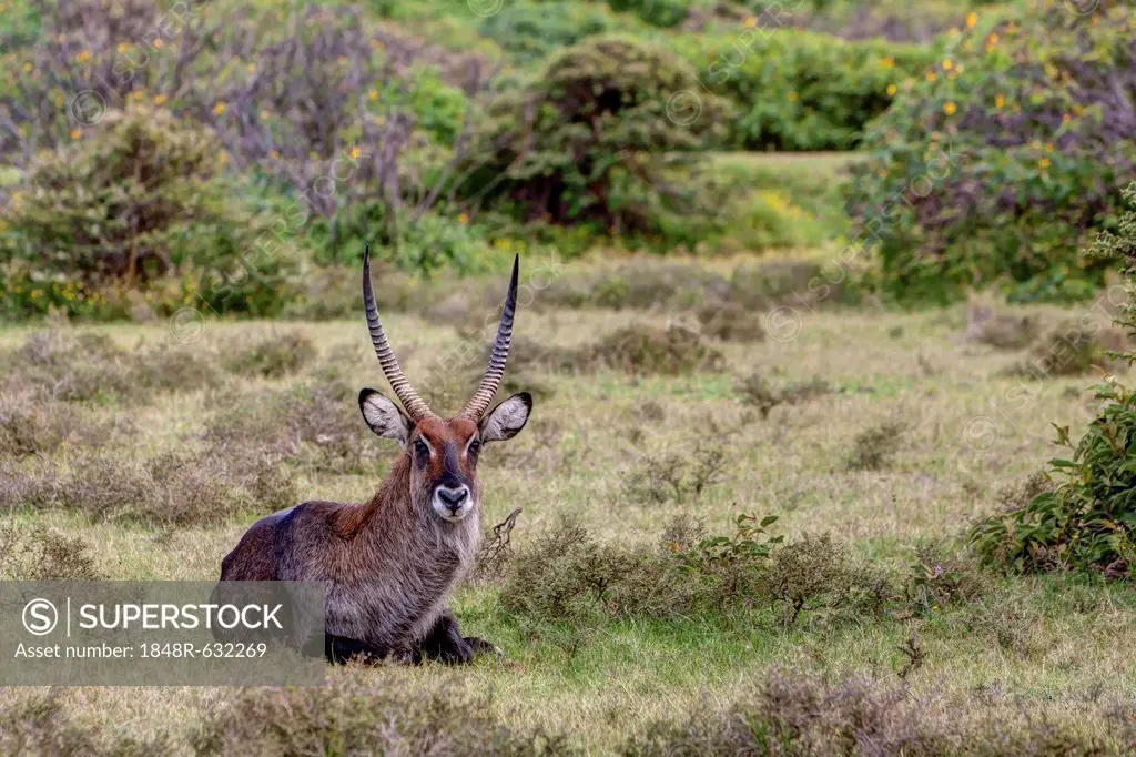 Waterbuck (Kobus ellipsiprymnus), Lake Naivasha, Kenya, East Africa, Africa, PublicGround