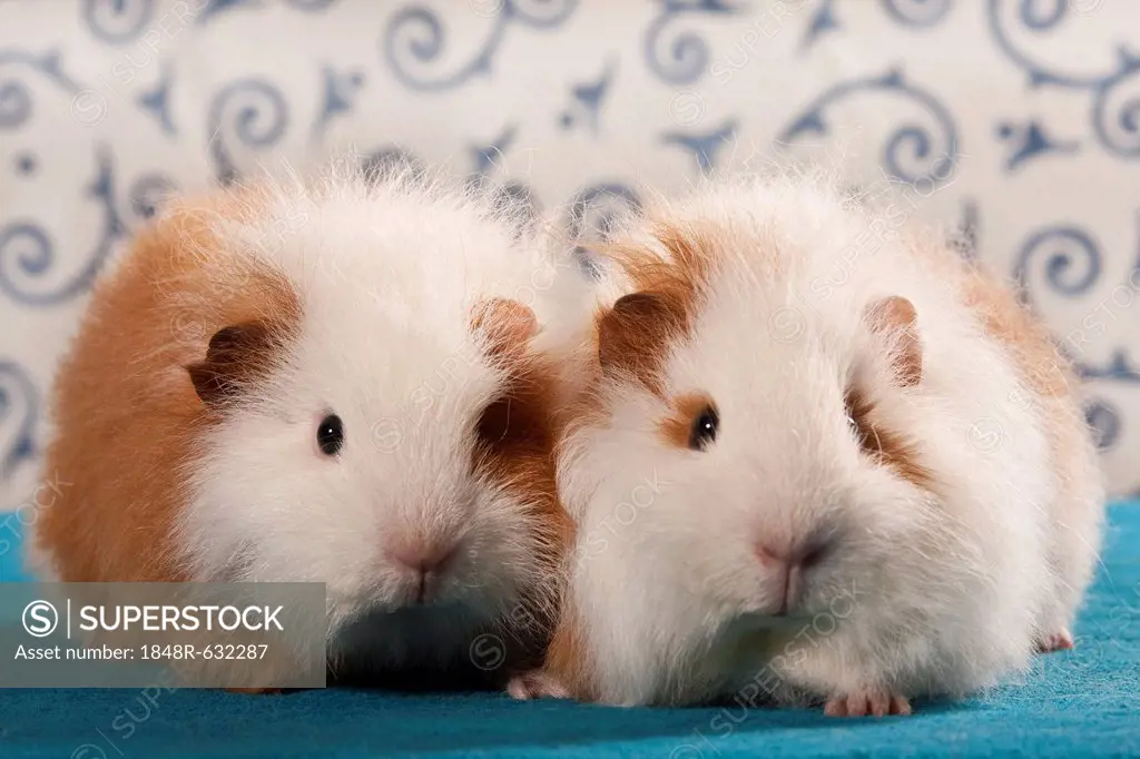 Two Swiss Teddy guinea pigs, pedigree guinea pigs