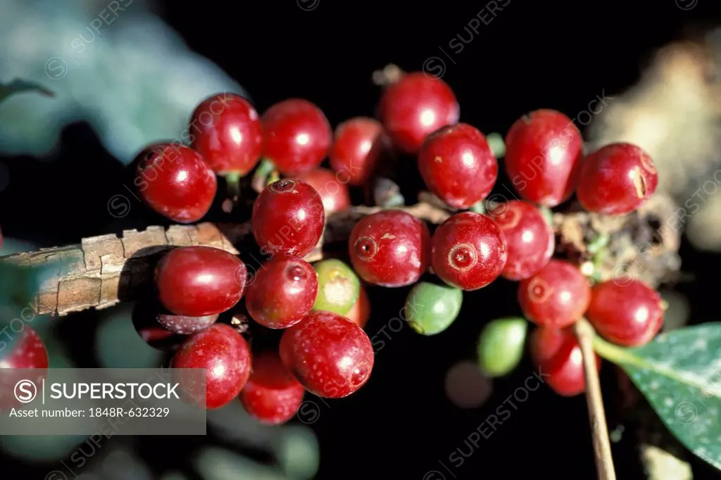 Ripe coffee beans or cherries on a coffee plant (Coffea), Kerala, South India, India, Asia