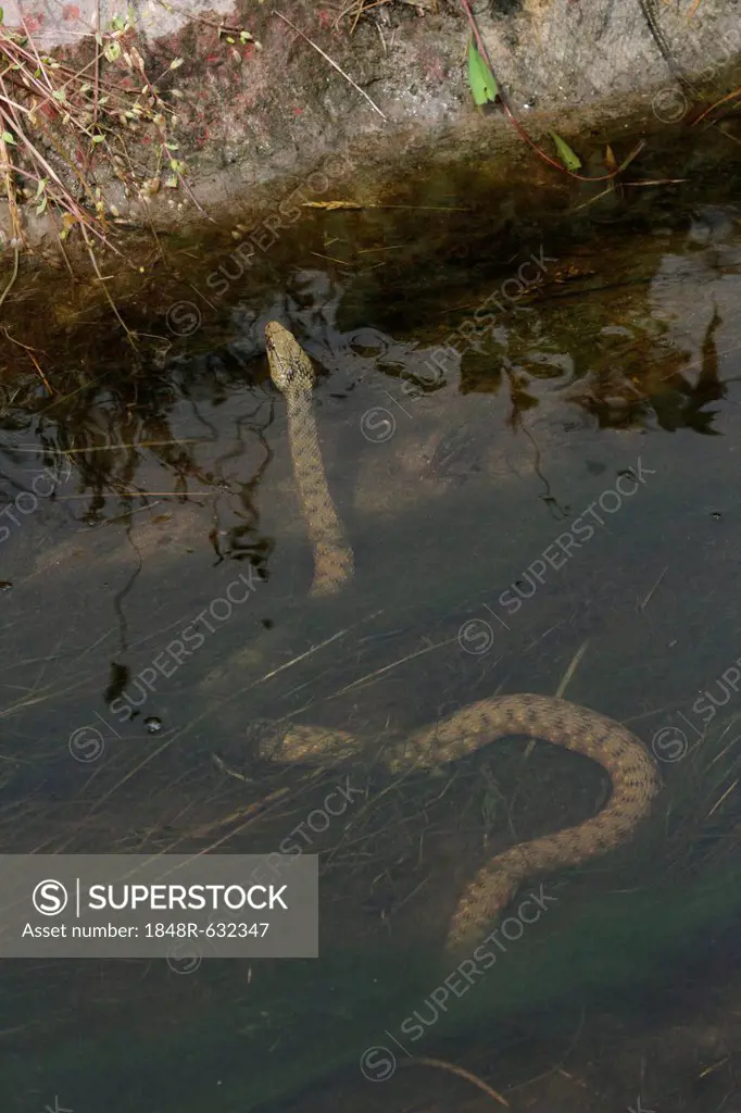 Dice snake (Natrix tessellata) in the water, Lake Balaton, Hungary, Europe