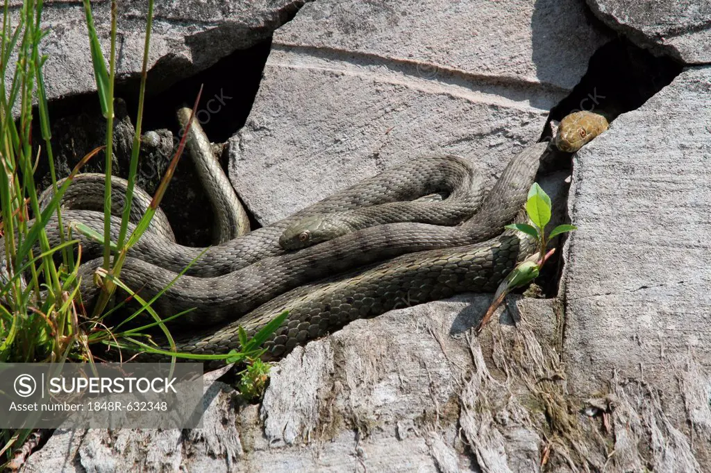 Dice snakes (Natrix tessellata), grey and yellow colour variants, Lake Balaton, Hungary, Europe