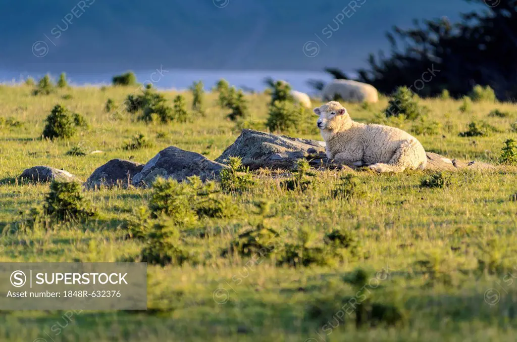 Sheep resting on grassland, Hoopers Inlet, Otago Peninsula, South Island, New Zealand, Oceania