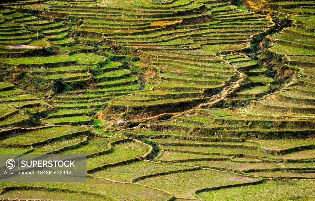 Green rice terraces, rice paddies in Sapa or Sa Pa, Lao Cai province, northern Vietnam, Vietnam, Southeast Asia, Asia