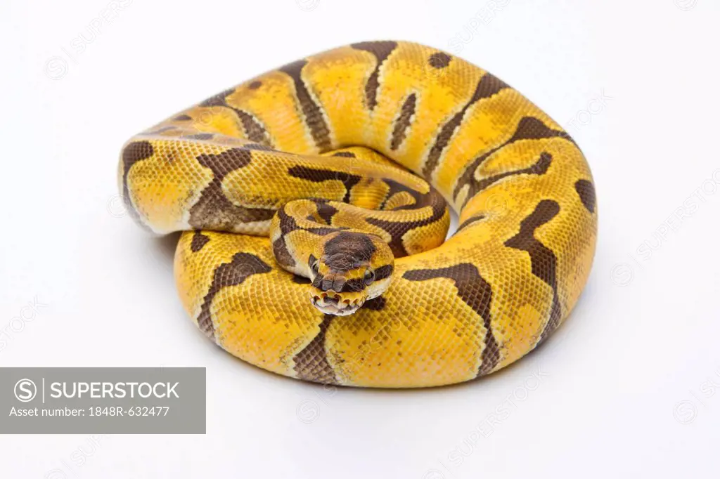 Royal Python (Python regius), Super Enchi, female, Markus Theimer reptile breeding, Austria