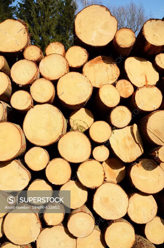 Freshly cut spruce logs, piled wood awaiting removal near Raubling, Bavaria, Germany, Europe