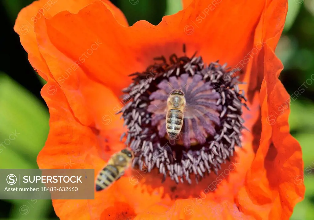 Western honey bees (Apis mellifera) collecting pollen, approaching a poppy blossom, Oriental poppy (Papaver orientale)