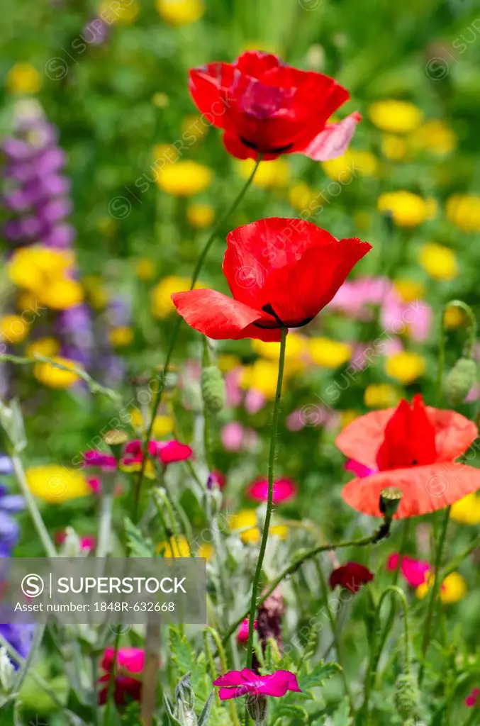 Flower bed with poppies (Papaver rhoeas)