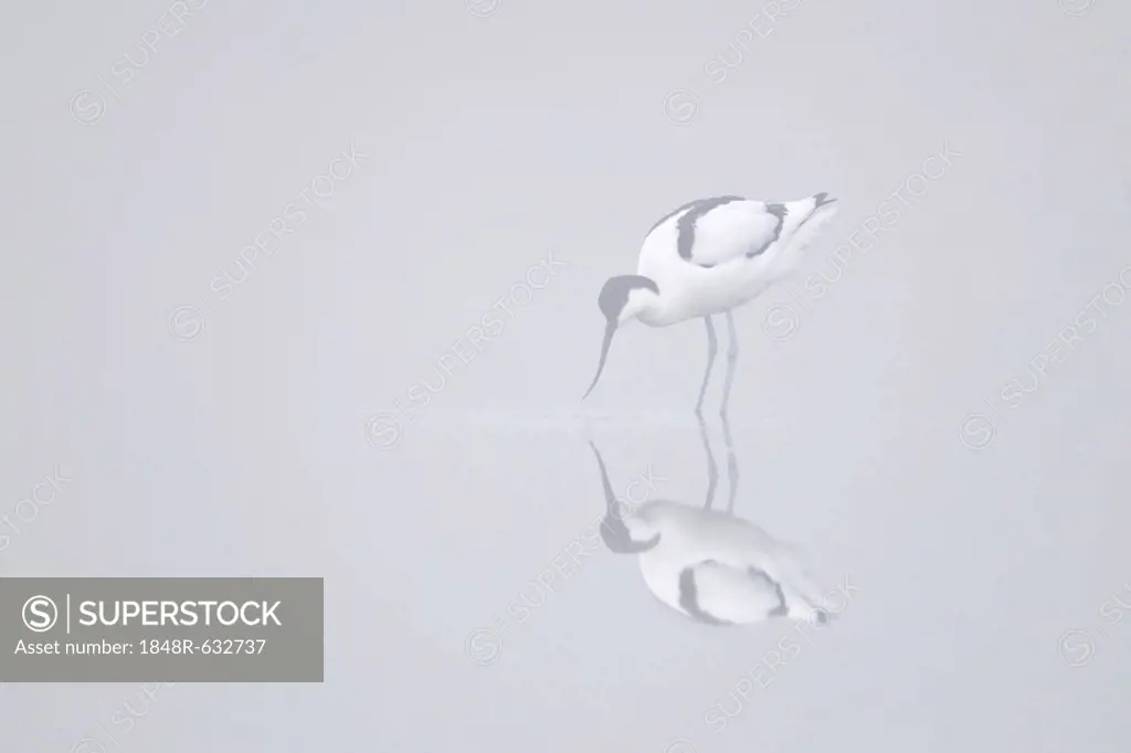 Pied Avocet (Recurvirostra avosetta), fog, Island of Texel, Holland, The Netherlands, Europe