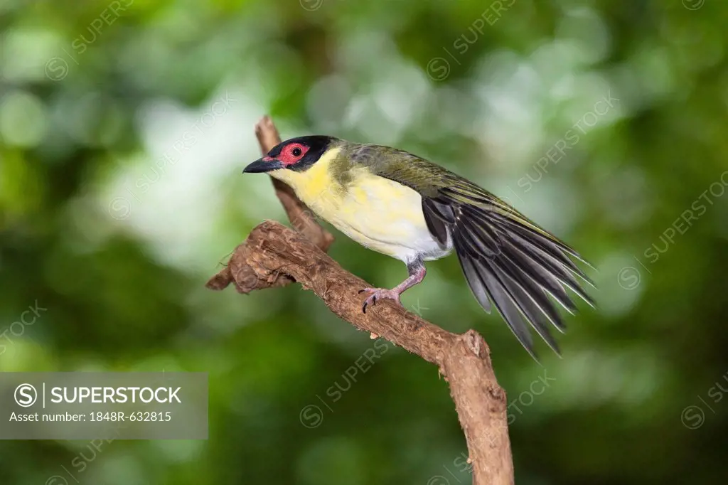 Figbird (Sphecotheres viridis), male, stretching its wings, rainforest, Daintree National Park, northern Queensland, Australia