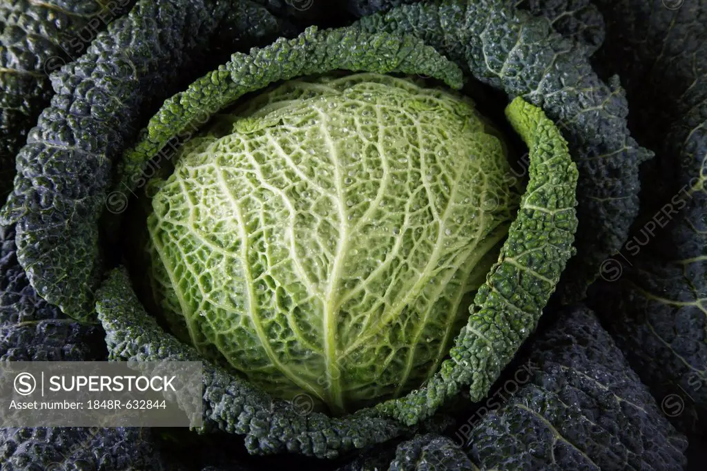 Savoy cabbage (Brassica oleracea convar. Capitata var. sabauda L.)