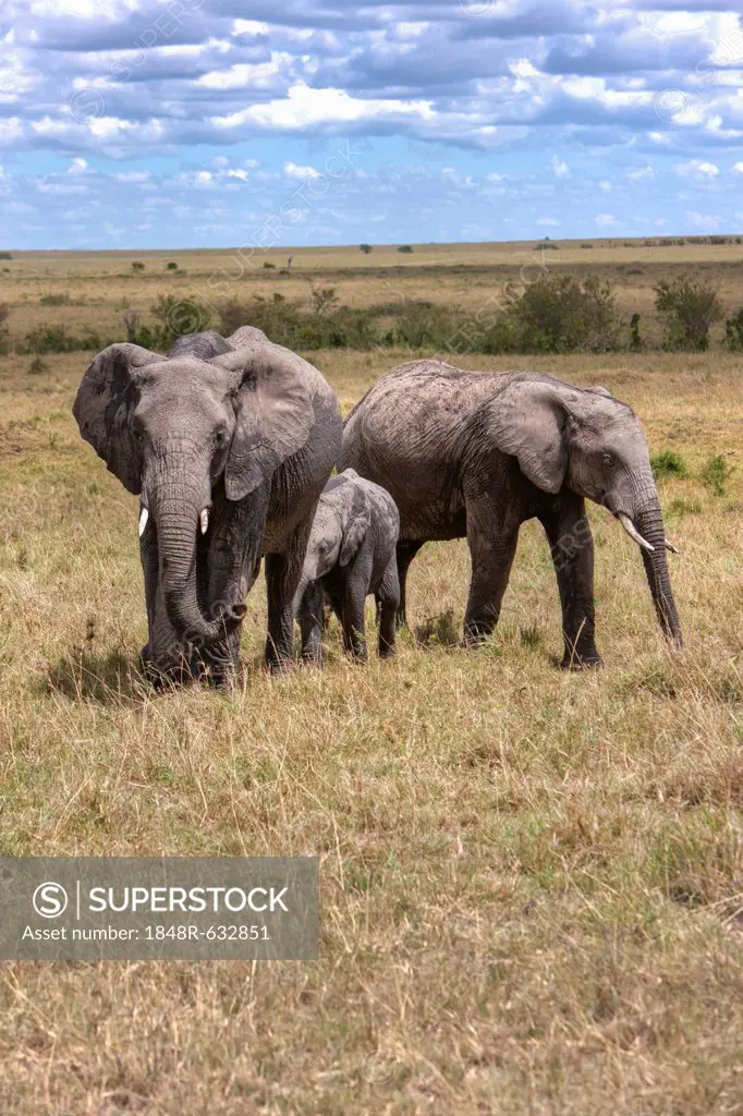 Family of African Bush Elephants (Loxodonta africana), Masai Mara National Reserve, Kenya, East Africa, Africa, PublicGround