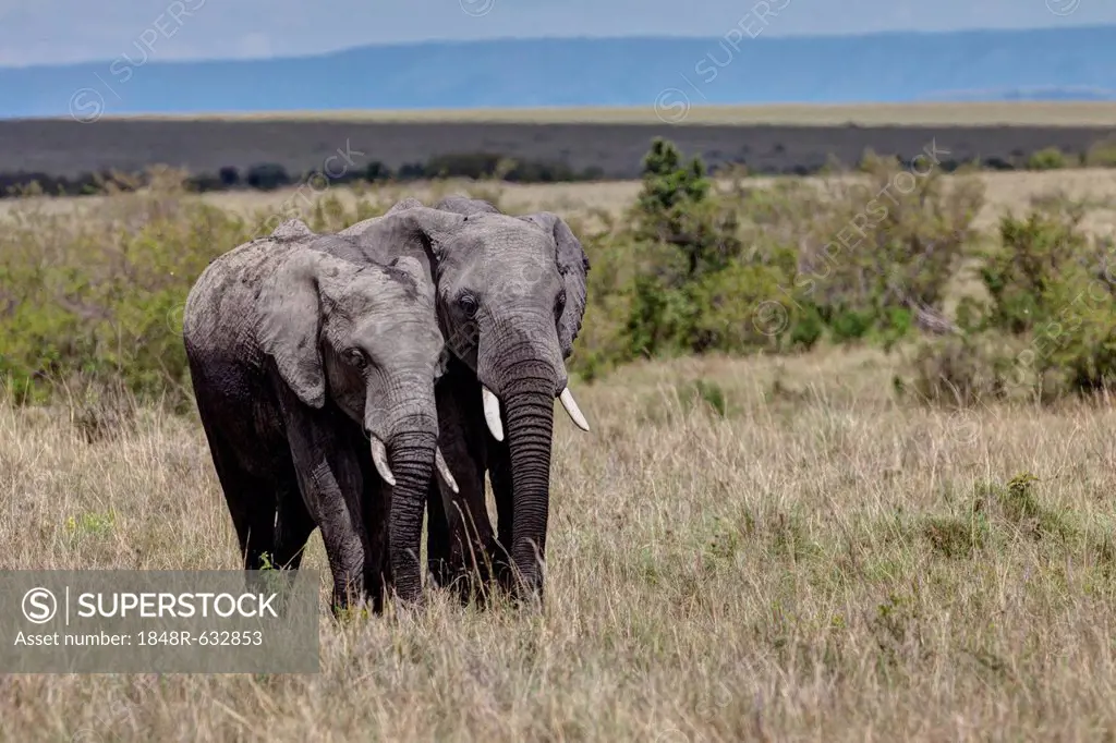 Two African Bush Elephants (Loxodonta africana), Masai Mara National Reserve, Kenya, East Africa, Africa, PublicGround