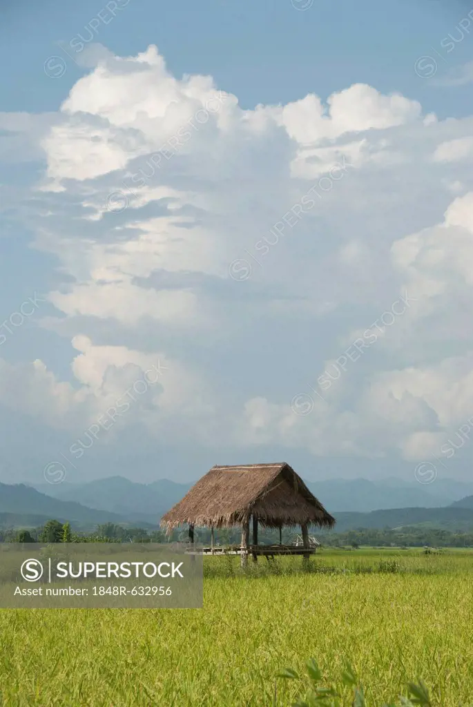 Simple hut in a green rice field, bamboo hut, storm clouds, province of Luang Namtha, Northern Laos, Laos, Southeast Asia, Asia