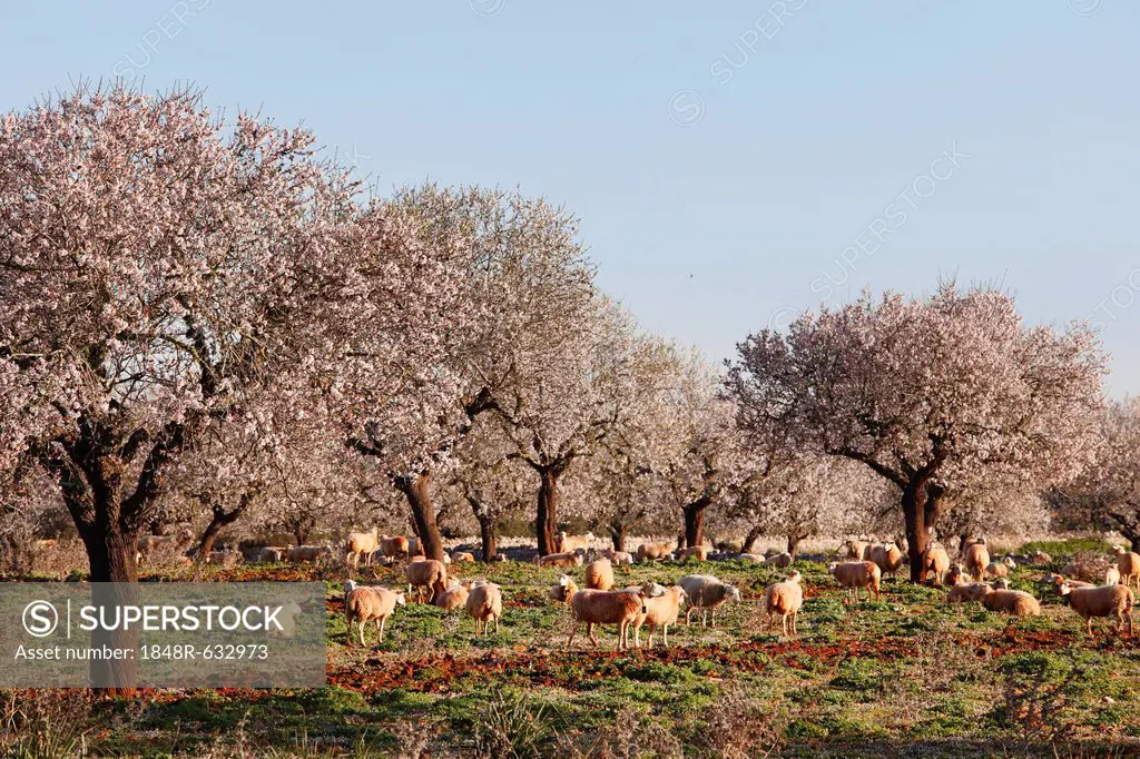 Blossoming almond trees (Prunus dulcis), Campos, Majorca, Balearic Islands, Spain, Europe