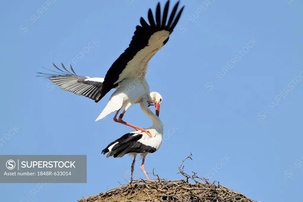 White Storks (Ciconia ciconia), mating