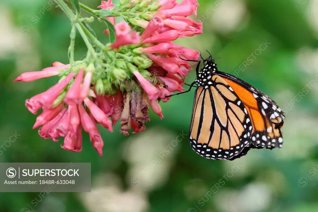 Monarch butterfly (Danaus plexippus), found in North America and northern South America
