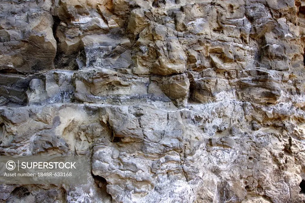 Upper Muschelkalk, shellbearing limestone rock in the Wutach Gorge Nature Reserve, Black Forest, Baden-Wuerttemberg, Germany, Europe