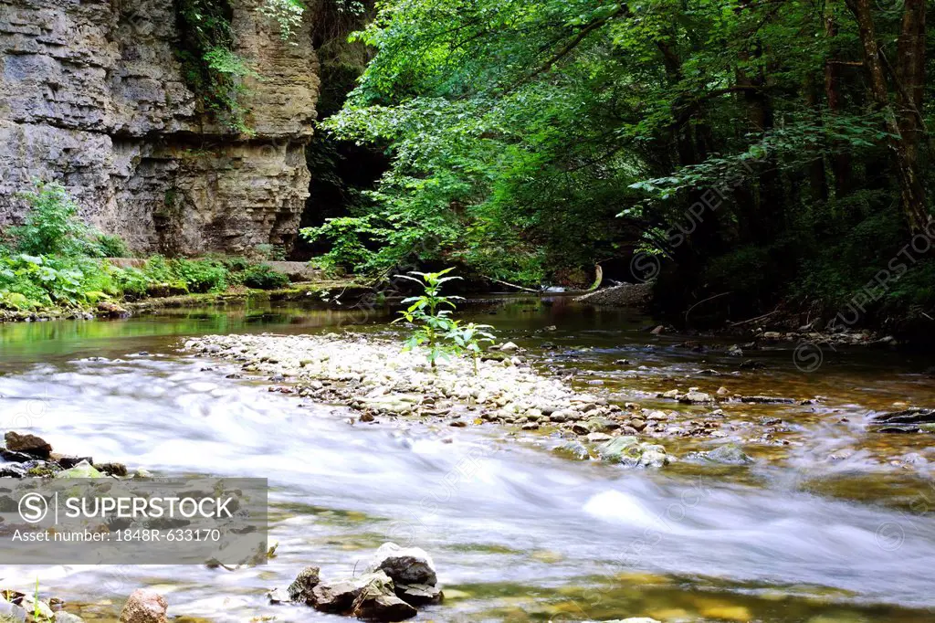 Wall of Muschelkalk, shellbearing limestone rock along the Wutach River in the Wutach Gorge Nature Reserve, Black Forest, Baden-Wuerttemberg, Germany,...