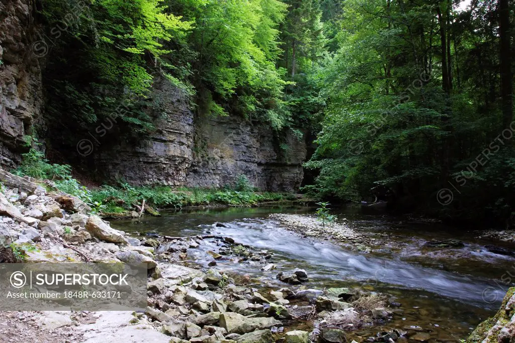 Wall of Muschelkalk, shellbearing limestone rock along the Wutach River in the Wutach Gorge Nature Reserve, Black Forest, Baden-Wuerttemberg, Germany,...