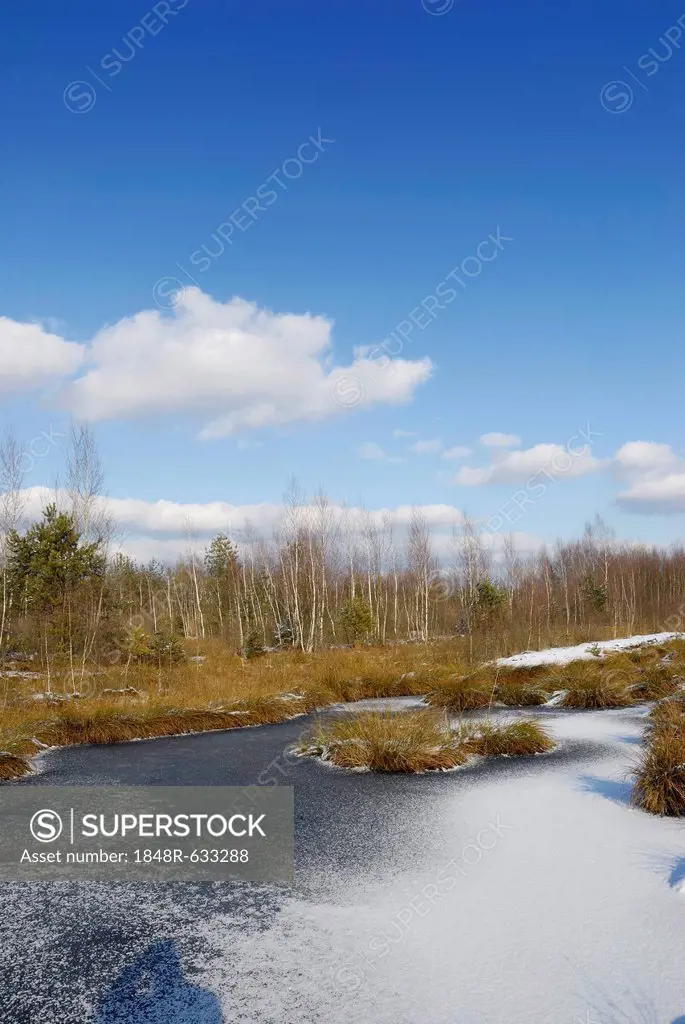Frozen bog pond, Stammbecken Moor, near Rosenheim, Bavaria, Germany, Europe