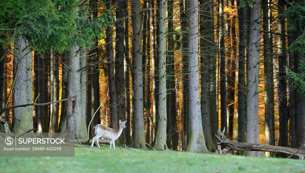 Fallow Deer (Dama dama), Sparbach Nature Park, Vienna Forest, Lower Austria, Austria, Europe