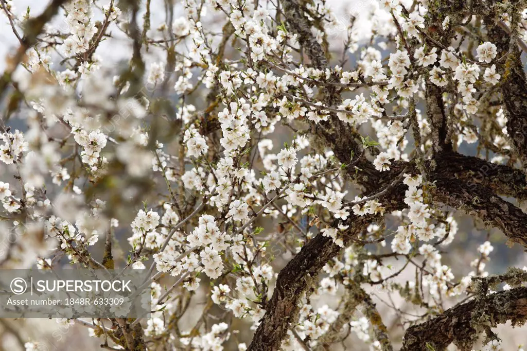 Blossoming Almond (Prunus dulcis) trees, Majorca, Balearic Islands, Spain, Europe