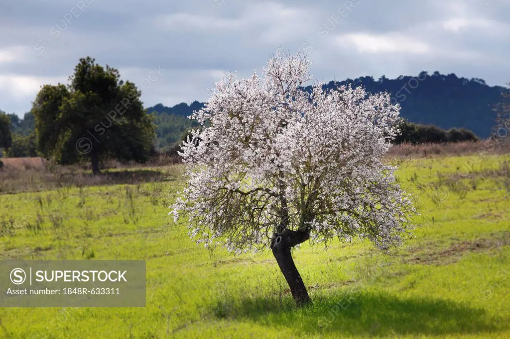 Blossoming Almond (Prunus dulcis) tree, Randa, Majorca, Balearic Islands, Spain, Europe