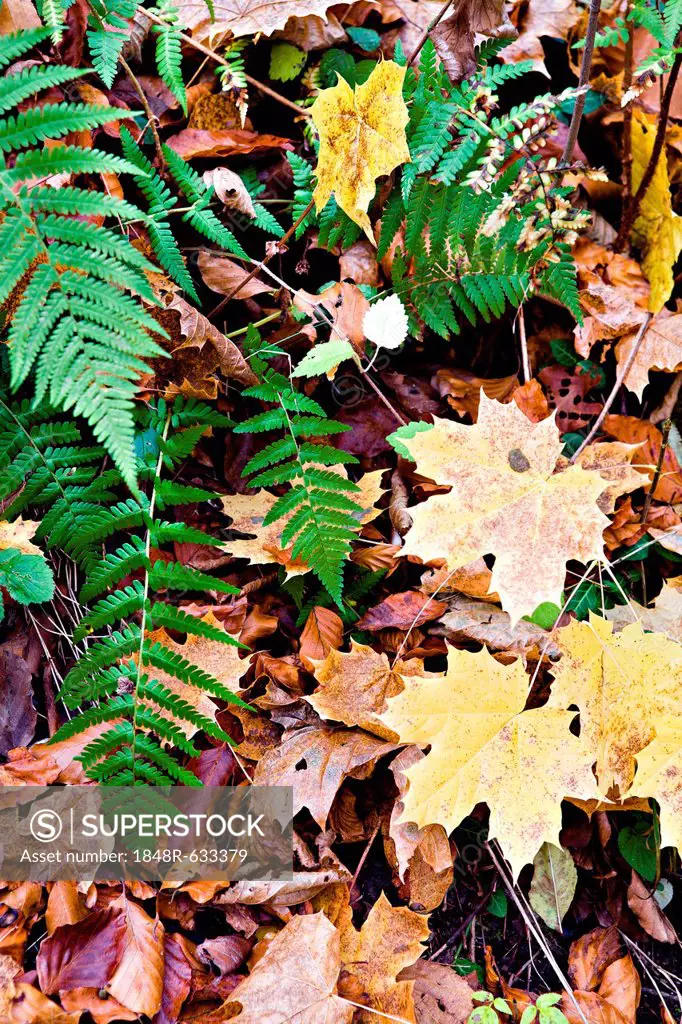 Old World Royal Fern (Osmunda regalis) with autumn leaves